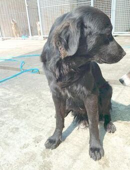 superlieber Familienhund MARVIN - Mamming