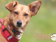 Vitoria sucht fröhliche ative Menschen - Untergruppenbach