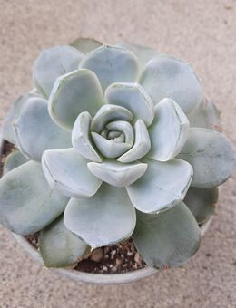 Sukkulente: Koreanische Echeveria Snow Bunny - Troisdorf