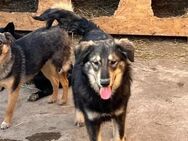 Junghund KOOPA sucht liebes Zuhause - Neuberg