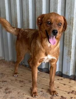 🐕❤️ Herzenshund Bud sucht Zuhause ❤️🐕 - Eislingen (Fils)
