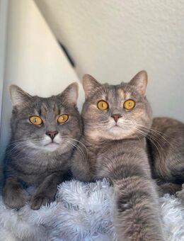 2 Geschwisterkatzen abzugeben - Stuttgart