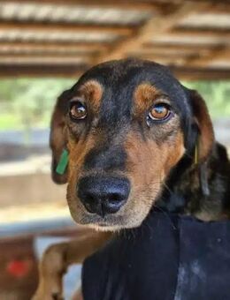 Garou-lebhafter, hübscher Rüde, 50cm - Rösrath