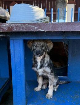 ❤️ Knuffige Yuna 🐾 - Eislingen (Fils)