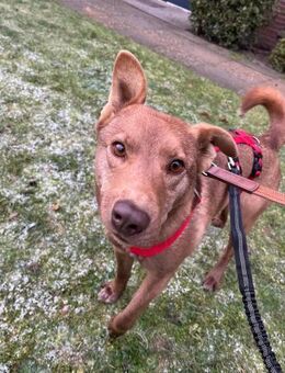 Matysek wartet in Berlin! - Rosengarten (Niedersachsen)