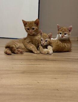 Süße Kitten abzugeben - Pfarrkirchen Zentrum
