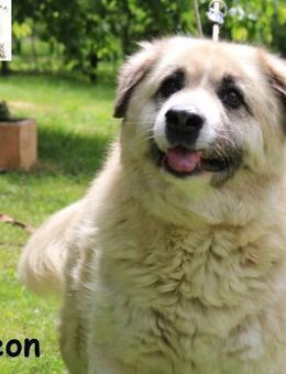 Leon, der Schmusebär - Kissing