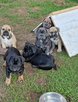 Bulldoggen Welpen englisch französisch Mix - Hamburg
