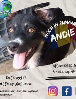 ANDIE - geht es weiter....zu Dir? - Waakirchen