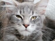 Maine Coon kitten - Berlin Spandau