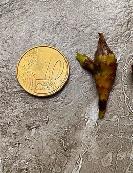 Alocasia Sinuata albo mint Rhizom - Buttstädt Zentrum