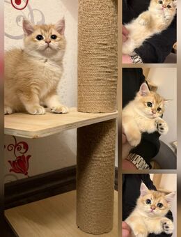 Bkh gold shaded - Delmenhorst