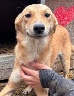 GORBI ~ mit der goldenen Fellfarbe - Duisburg