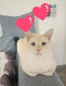 Fritzi *reserviert* / FFM - Geisenheim