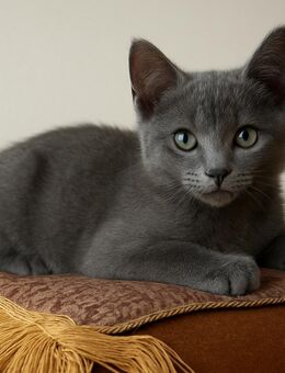 BKH Kitten - Buchholz (Nordheide) Zentrum