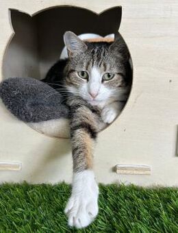 💖 Schönheit Miggy 💖 - Eislingen (Fils)