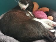 Sucht ein neues Zuhause - Oberhausen