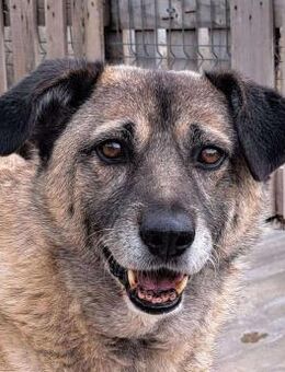 Senior-LABUS braucht Menschen mit Geduld - Weiterstadt