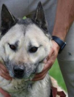 Cikito - verträglich u. sehr aufmerksam - Lohra