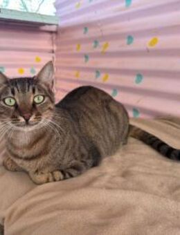 Theo aus dem Tierschutz - Grevenbroich