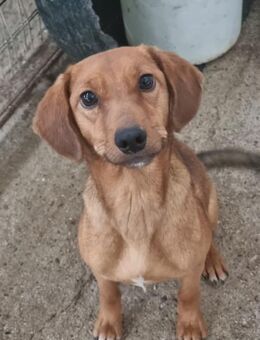 Liesel unsere tapfere Hunde-Mama - Eixen