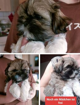Shih-Tzu Welpen - Lauda-Königshofen