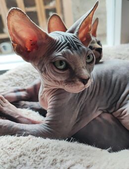 Süße Sphynx Kitten abzugeben - Alsleben (Saale)