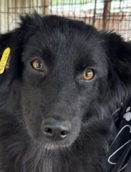 LEA-hübsche Hündin, 46 cm - Rösrath