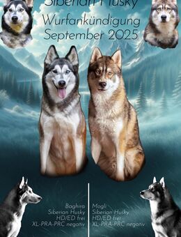 Siberian Husky - Wurfplanung - Amlikon-Bissegg