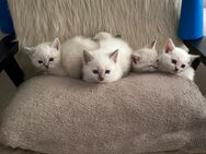 BHK Baby Katzen - Buchholz (Nordheide) Zentrum