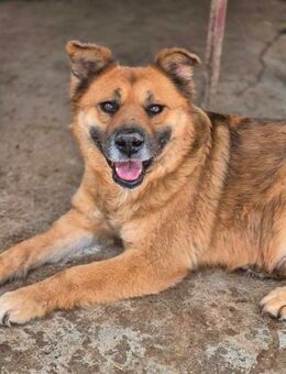 EDDY braucht endlich ein Zuhause - Neuberg