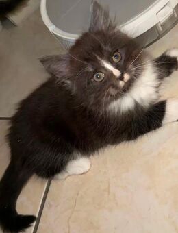 Maine coon kater - Friesoythe Zentrum
