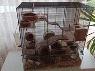 Kleintierkäfig Nagerkäfig Mäuse Hamster Rennmäuse Wüstenrennmäuse - Bünde