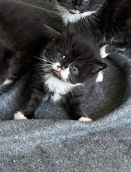 BKH-EKH KITTEN Mädchen - Bremen