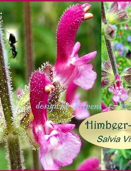 ♥ Salvia Viscosa Himbeere Salbei Samen Rarität,winterharte Staude,Tulpenstolz,Schneckensicher,lila,Bienenweide,Saatgut,essbare Blüten,seeds,Sämerei,Garten, Duft,Blume - Hamburg