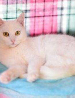 FiV+ Katze Salome aus dem Tierschutz - Grevenbroich