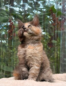 Maine Coon Kitten Katze Black Tortie Split Face und Kater Rot - Bad Pyrmont
