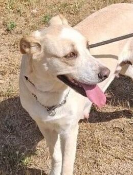 GALINE - verlor ihr Herrchen...... - Kempen