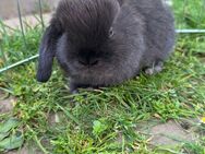 Kaninchen/ zwergkaninchen/Zwergwidder - Baar-Ebenhausen