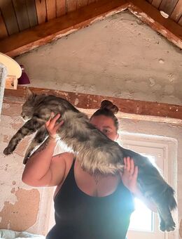 Xl Mainecoon - Windischeschenbach Zentrum