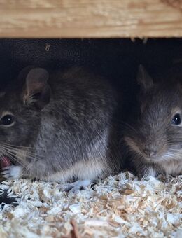 3 Degus weiblich mit Stall und Zubehör - Tornesch