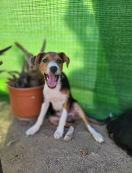 Ricky sucht geduldige Kuschelpartner - Grevenbroich