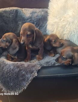 Zwergdackel Welpen kurzhaar - Grevesmühlen