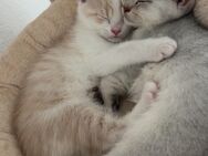 BKH-Kater suchen neues liebevolles Zuhause - Kastellaun Zentrum