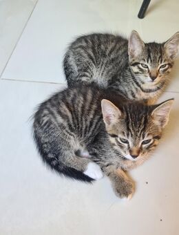 Katzen abzugeben - Göppingen Zentrum