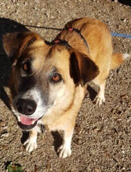 Violet - entspannte Begleiterin - in DE - Westerholt