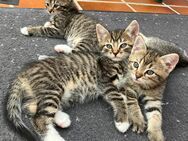Kitten - Baby Kätzchen dürfen bald umziehen - Ratingen Zentrum