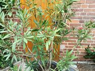 Oleander rosa - Barsinghausen