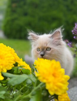 Birma-Ragdoll Kitten - Donauwörth