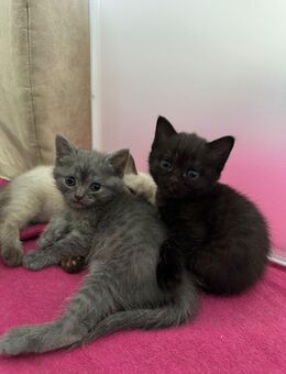 2 Bkh Britisch Kurzhaar Kitten - Reutlingen